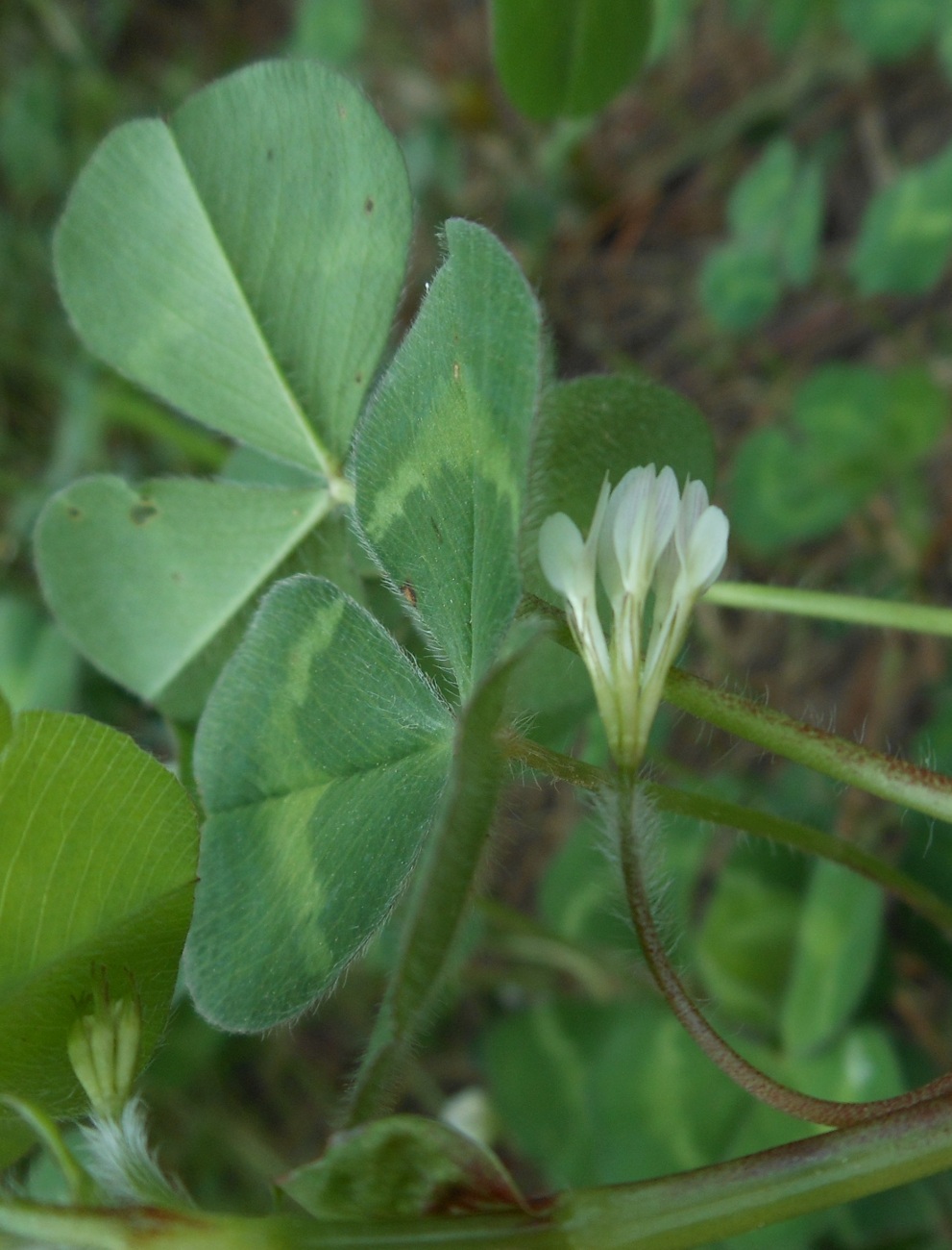 Trifolium subterraneum subsp. oxaloides / Trifoglio simile all''acetosella